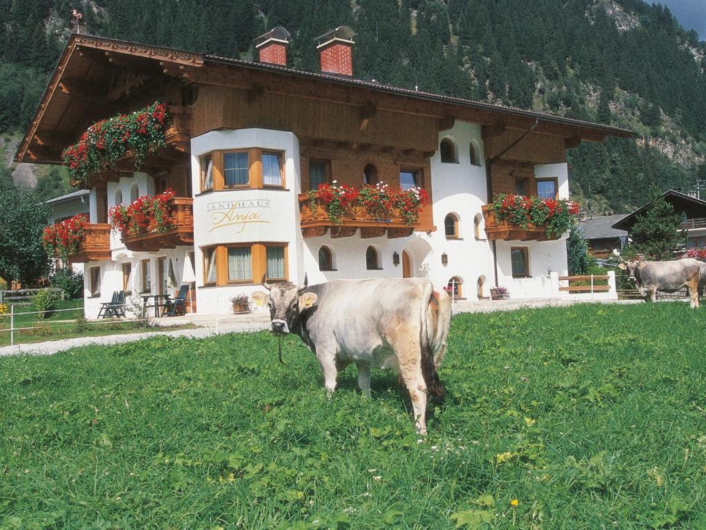 Apartment Anja Neustift im Stubaital